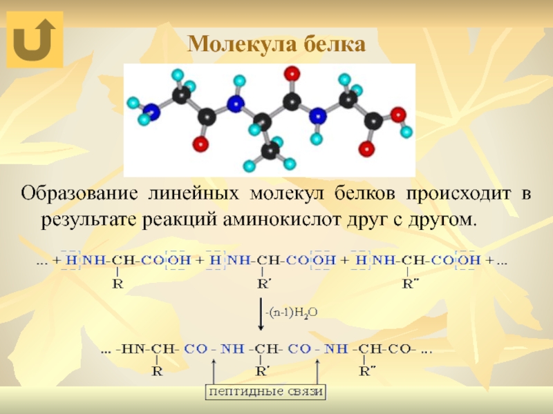 Молекулы белков являются. Взаимодействие аминокислот друг с другом. Реакция образования белков. Реакция аминокислот друг с другом. Аминокислоты в молекуле белка соединены посредством.