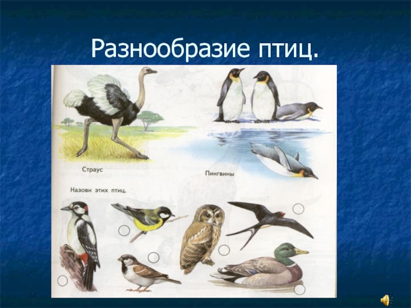 Разнообразие птиц презентация. Разнообразие птиц. Разнообразие птиц 1 класс. Класс птицы многообразие. Птицы для презентации.