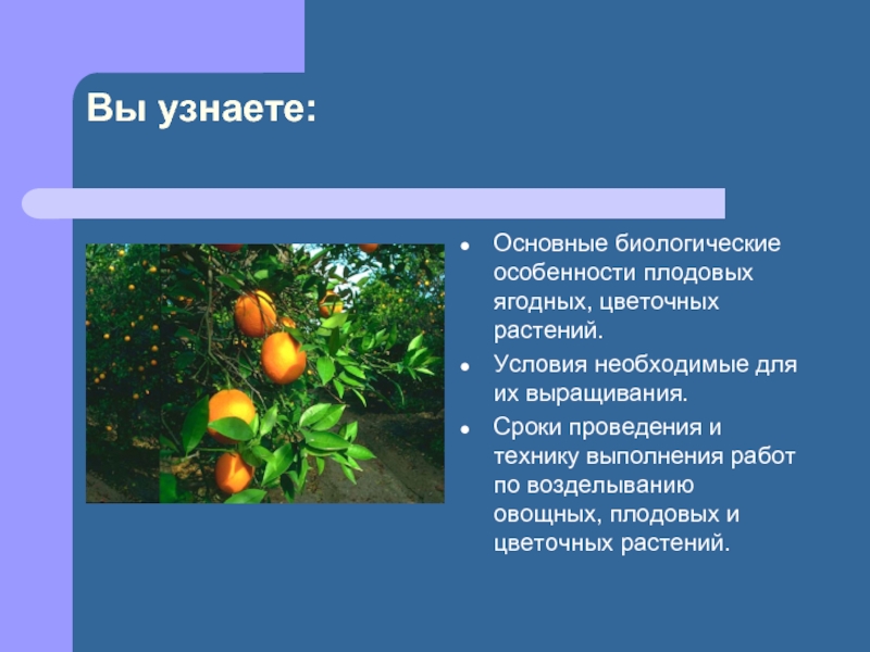 Вы узнаете: Основные биологические особенности плодовых ягодных, цветочных растений. Условия необходимые
