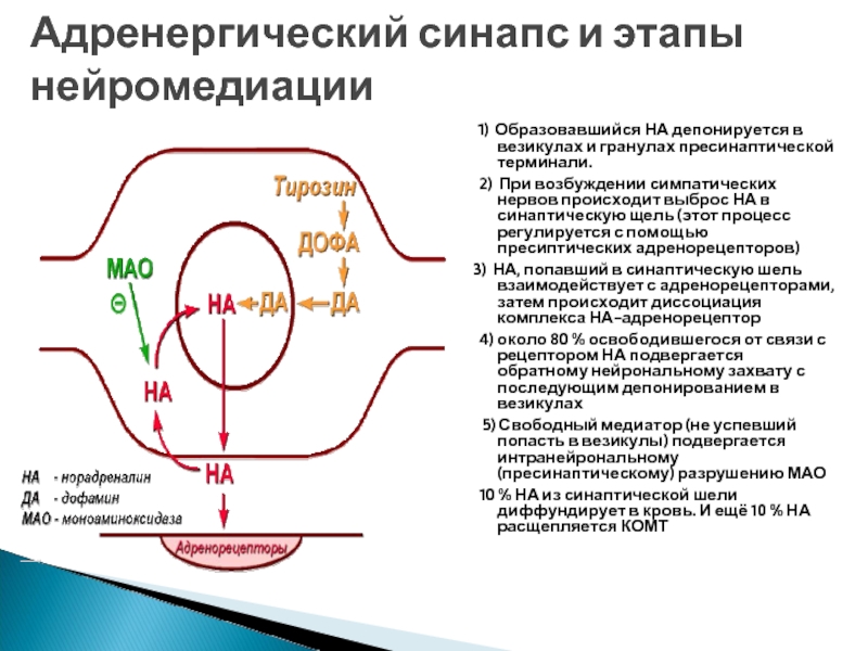 Адренергический нейрон