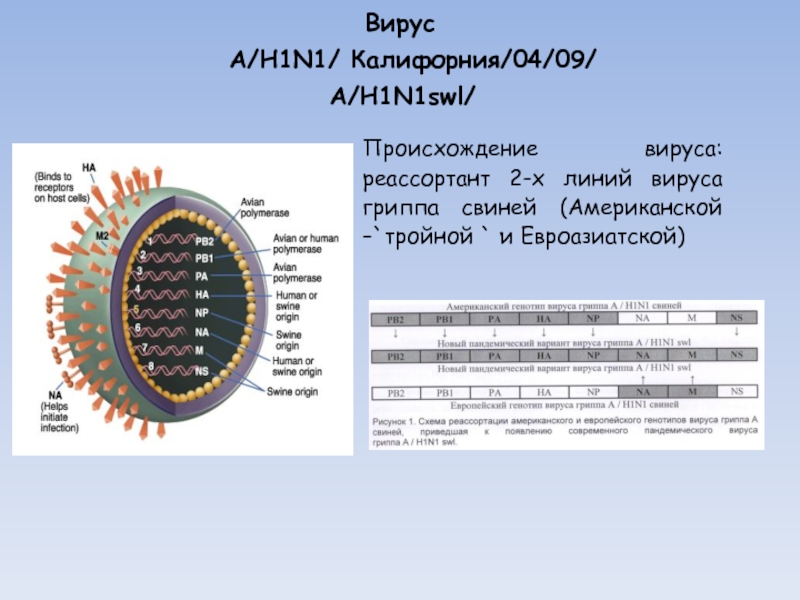Грипп н5. Вирус гриппа h1n1. Вирус гриппа h1n1 строение. Вирус гриппа а h1n1/09. Грипп типа а/h1n1.