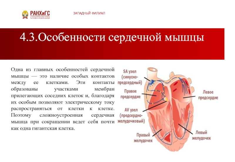 Свойства сердечной мышцы физиология презентация