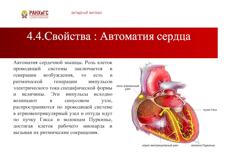 Проводящая система сердца механизм автоматии сердца презентация