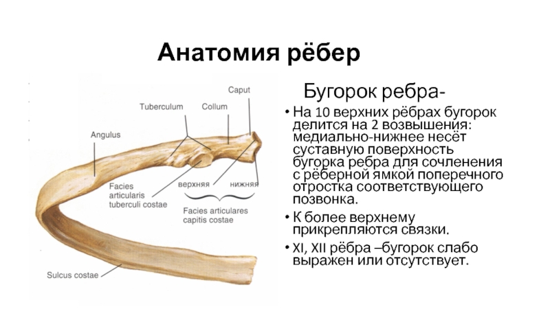 Бугорок это. Суставная поверхность бугорка ребра. Ребро анатомия суставная поверхность. Бугорок ребра. Гребень головки ребра.
