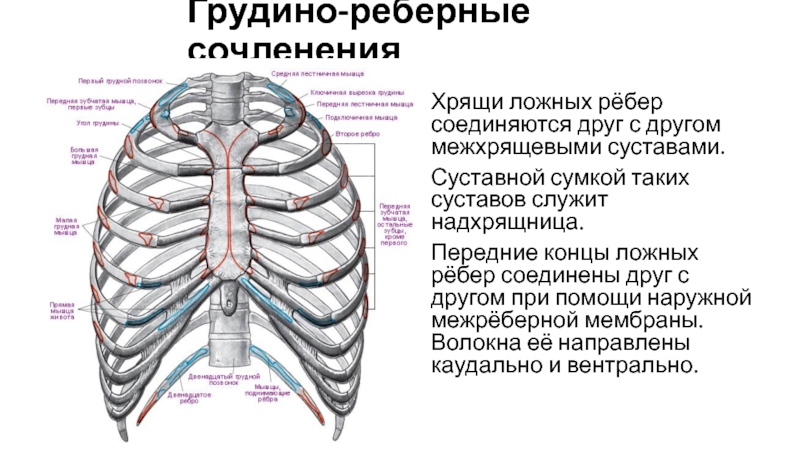 Дуга ребра. Хондрома грудино реберного сочленения. Реберный хрящ. Хрящи ребер. Ложные ребра.