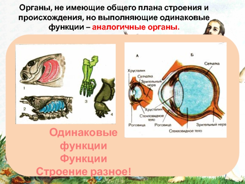 Органы выполняющие одинаковые функции но не имеющие сходного плана строения и общего происхождения