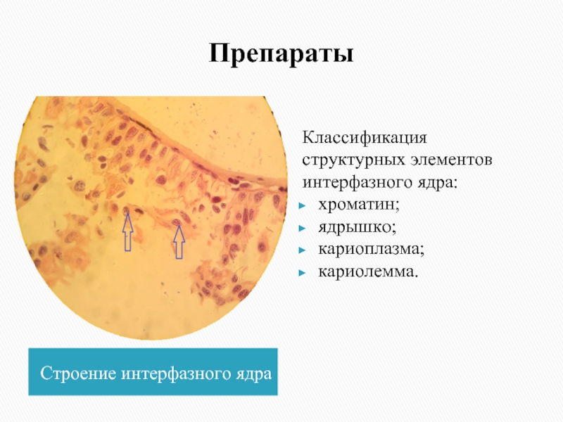 Главным структурным компонентом ядра является. Классификация структурных элементов интерфазного ядра:. Структурные компоненты интерфазного ядра эукариотической клетки. Структура интерфазного ядра рисунок. Интерфазное ядро компоненты.