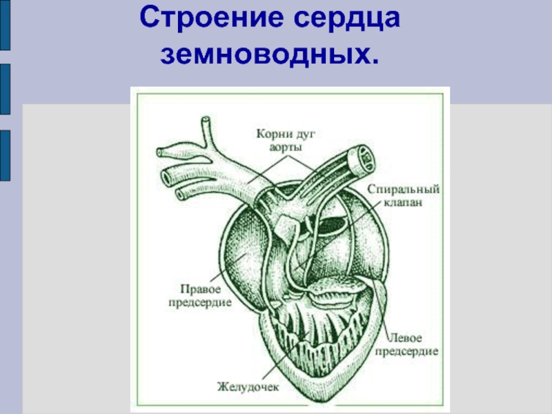 В желудочке земноводных находится. Строение сердца. Строение сердца земноводных. Сердце земноводных. Строение сердца анатомия.