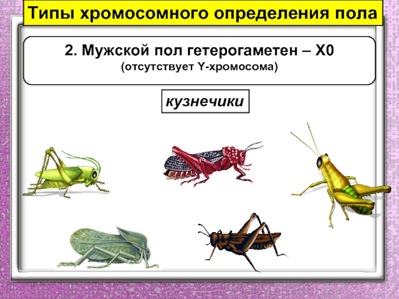 Хромосомное определение пола презентация 10 класс