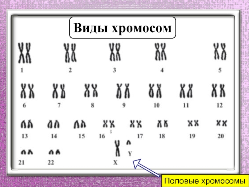 Половые хромосомы мужского организма. Половые хромосомы. Разновидности половых хромосом. Генетика половых хромосом. Аутосомы и половые хромосомы.