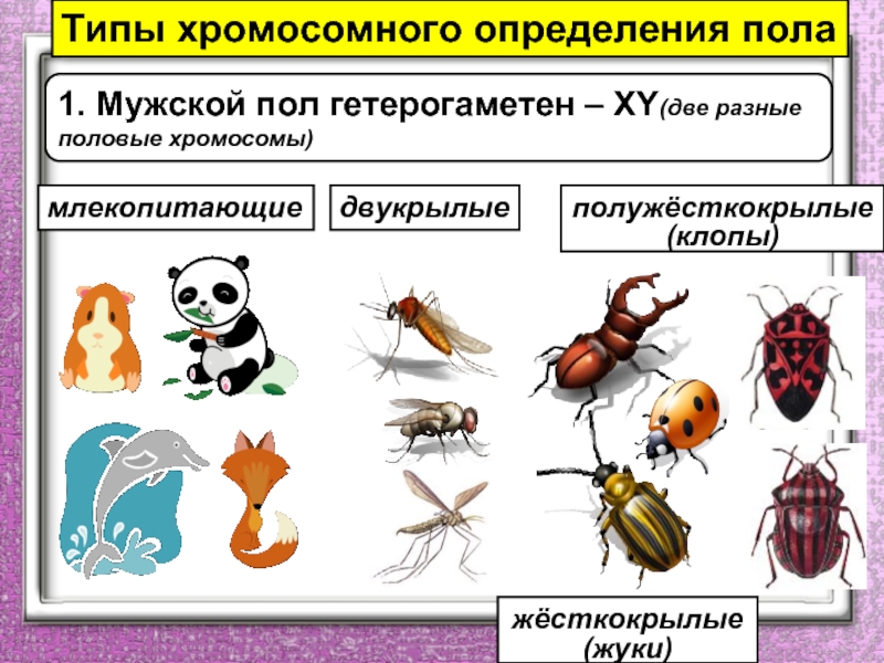 Способ изображения гомогаметного пола