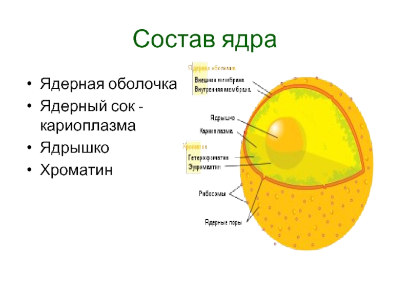 Ядерная мембрана рисунок