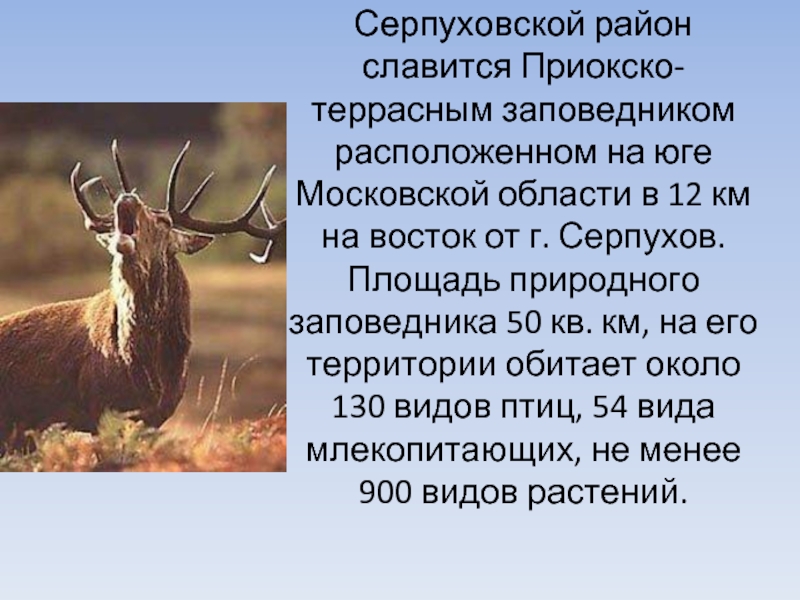 Чем знаменит приокско террасный заповедник. Приокско-Террасный заповедник информация 4 класс. Презентация на тему Приокско Террасный заповедник. Приокско-Террасный заповедник рассказ. Приокский заповедник презентация.