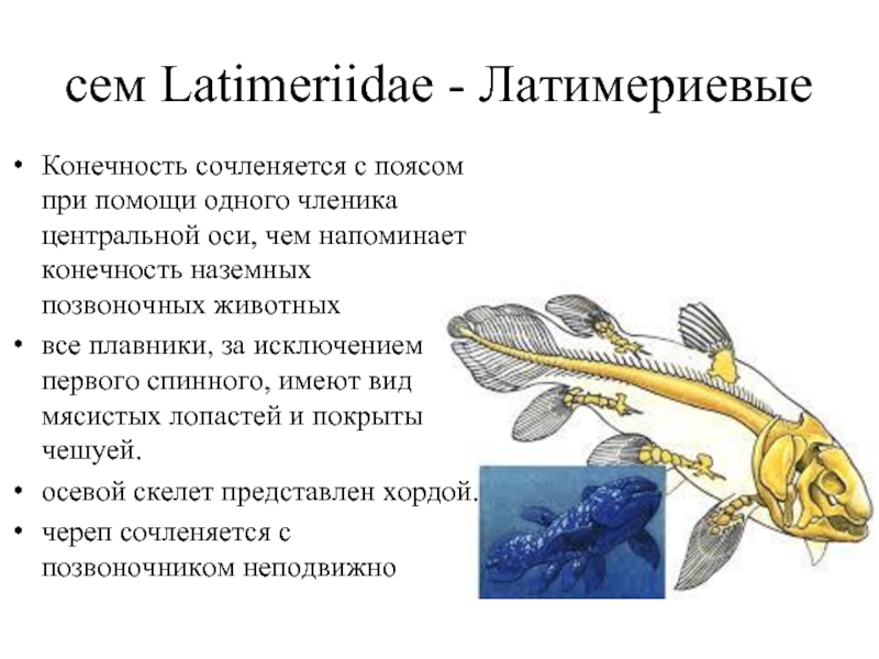 Лопастеперые рыбы