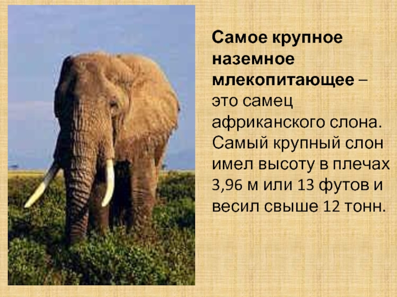 Вес большого слона