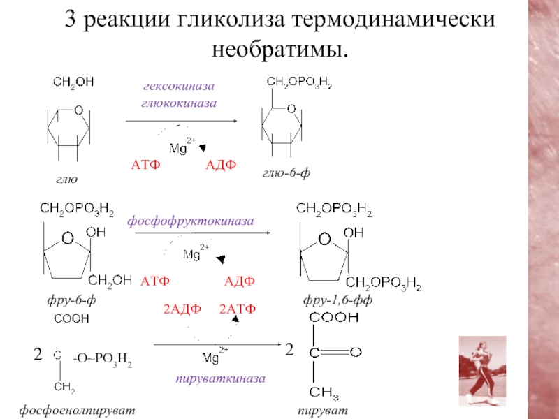 Пируваткиназа