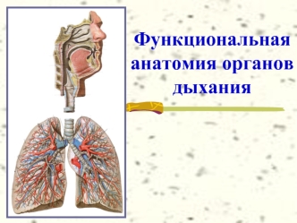 Функциональная анатомия органов дыхания