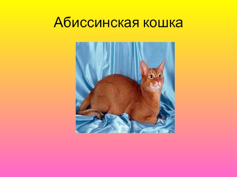 Рассмотрите фотографию кошки породы абиссинская и выполните. Абиссинская кошка. Абиссинец доклад. Сообщение о Абиссинской кошке. Абиссинская кошка доклад 2 класс.