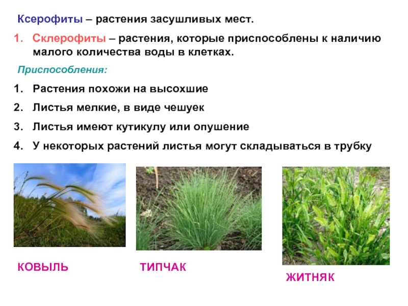 5 основных групп растений. Ксерофиты и гидрофиты. Ксерофиты приспособления. Ксерофиты мезофиты гигрофиты гидрофиты таблица. Экологические группы водных растений.