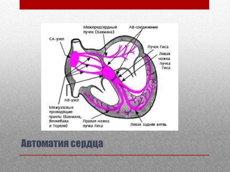 Механизм сердца. Автоматия сердца. Автоматия сердца схема. Автоматия различных отделов сердца. Автоматия различных отделов сердца физиология.