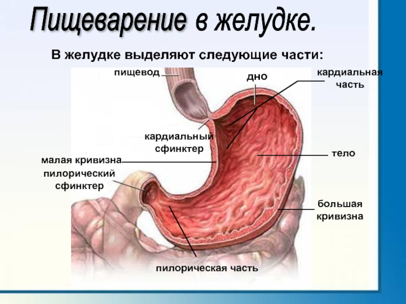 Расширен пищевод желудка. Пилорический сфинктер желудка. Кардиальный сфинктер желудка. Кардиальный и пилорический сфинктер. Кардия желудка что это такое анатомия.