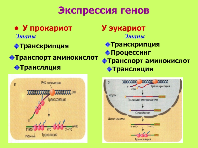 Аминокислота трансляция