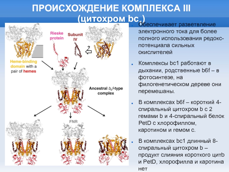 Возникновение комплексов. Комплекс III цитохром-bc1-комплекс. Цитохром BC. Цитохром bc1. Цитохром b6f-комплекс функции.