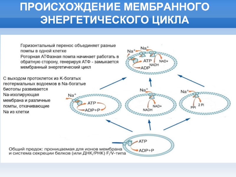 Откуда 11. Энергетические циклы. Цикл Энергетика. Расчет энергетического цикла. Цикл энергетич менеджмент.