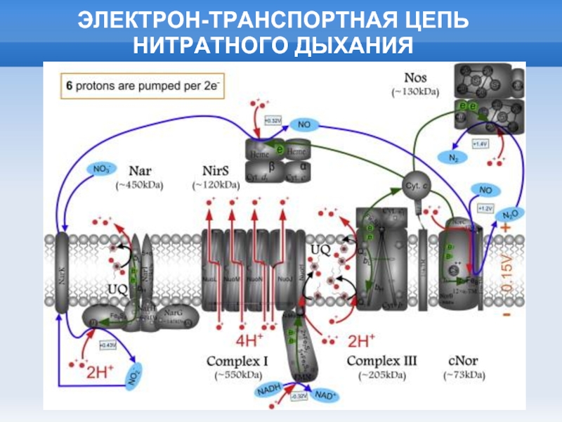 Цепь электрон. Электрон транспортная цепь дыхания растений. Дыхательная электронтранспортная цепь. Строение электрон-транспортной цепи. Строение электронно транспортной цепи.