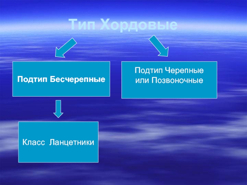 Тип хордовые подтипы бесчерепные и черепные или позвоночные 7 класс презентация