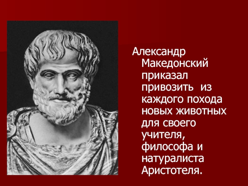 Аристотель учитель македонского. Аристотель учитель Александра Македонского. Александр Македонский ученик Аристотеля. Аристотель и Македонский. Современник Александра Македонского Аристотель.