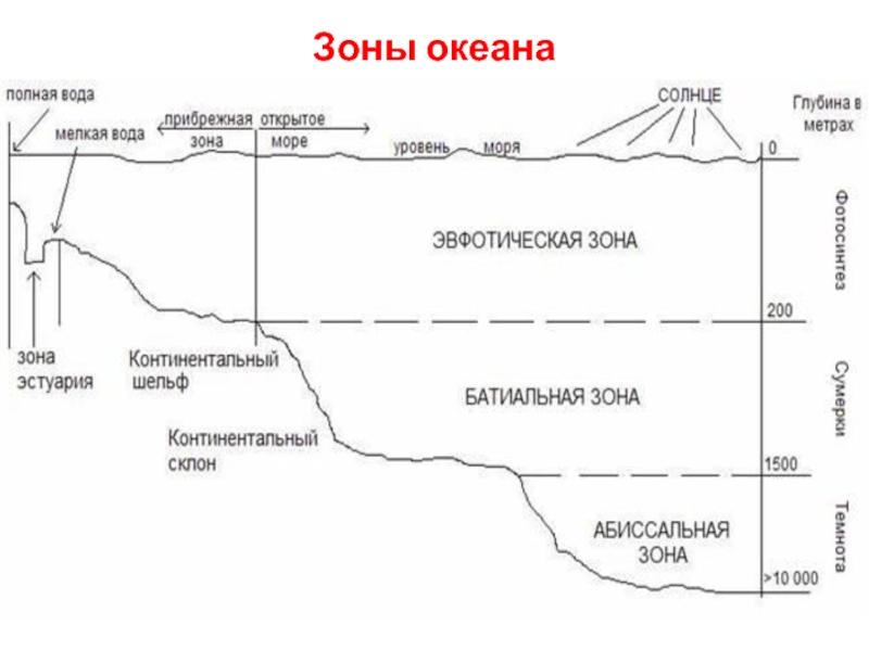 Схема глубинных зон океана распечатать