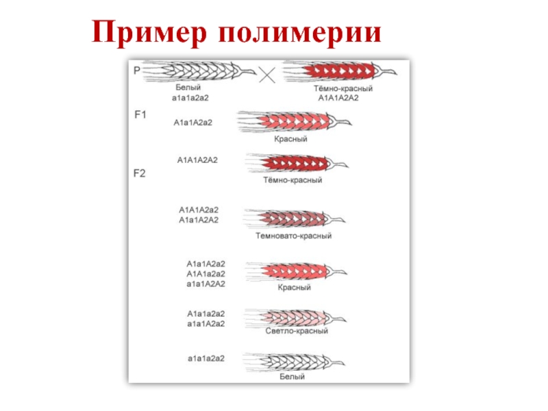 Обмен образцами геншин. Полимерия примеры. Адаптивная Полимерия. Полимерия примеры собаки. Примером полимерии является.