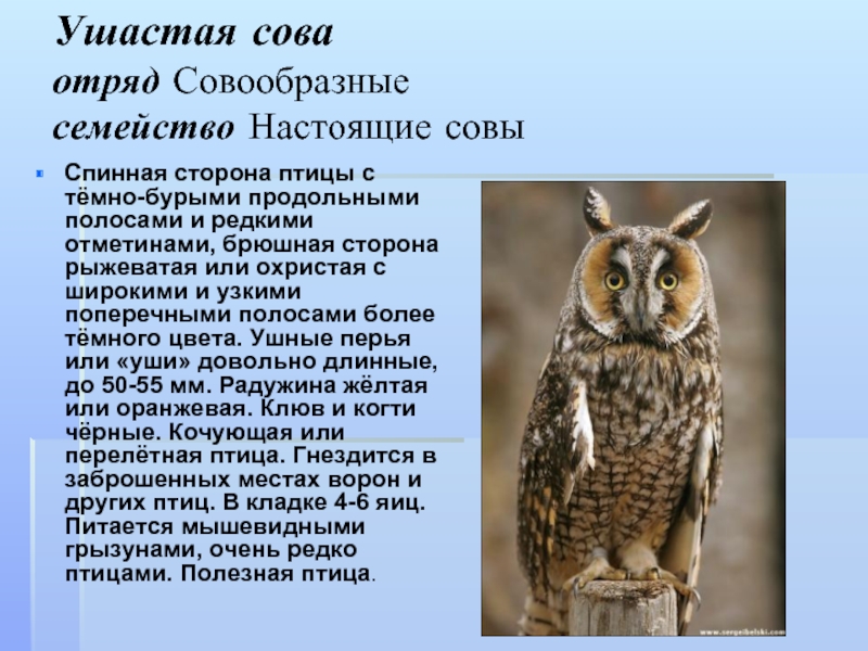 Отряд совообразные виды. Совообразные ушастая Сова. Ушастая Сова описание. Птицы отряда совиных. Отряд Совы представители.