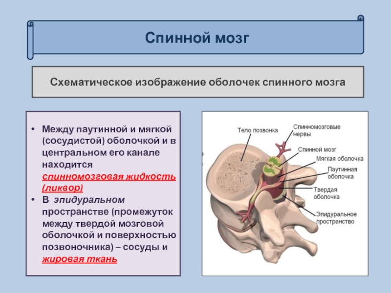 Спинной и головной мозг тест 8 класс. Спинной мозг оболочки спинного мозга. Оболочки спинного мозга анатомия. Твердая оболочка спинного мозга. Твёрдая мозговая оболочка спинного мозга.