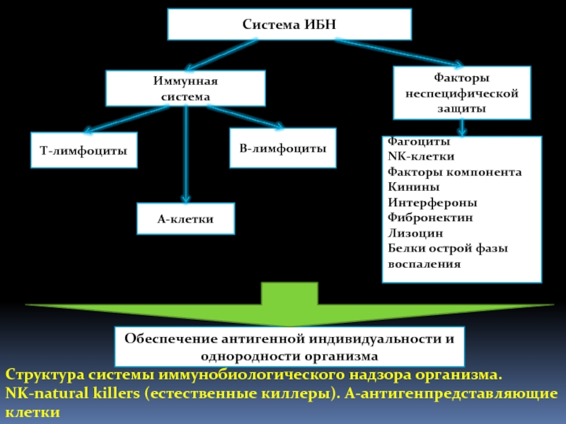 Система фактор. Структура ибн. Структура иммунобиологического надзора (ибн). Структура системы ибн. Звенья системы иммунобиологического надзора.