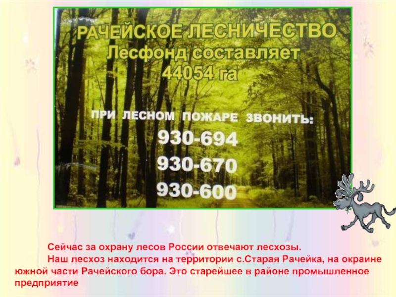 Охрана лесов в россии. Федеральный проект сохранение лесов. Охрана лесов сообщение 5 класс.