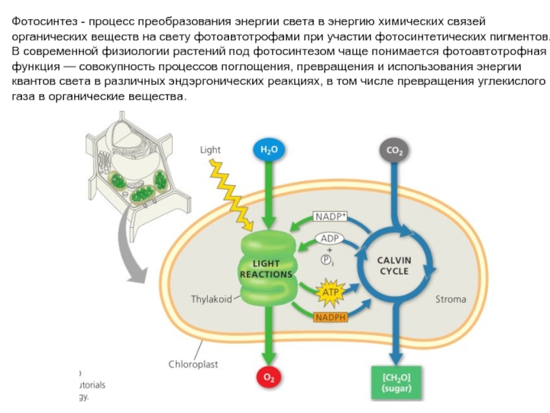 Преобразование энергии света при фотосинтезе схема