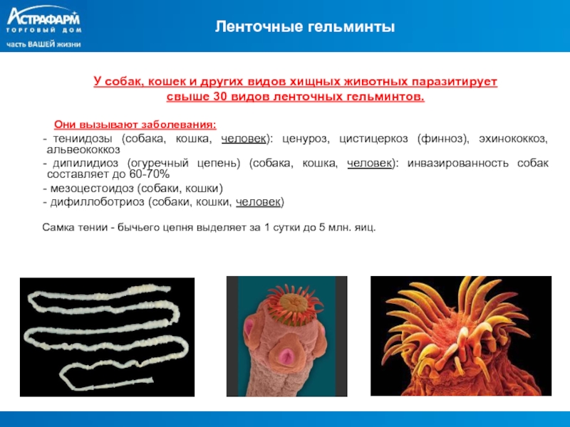 Заболевания вызываемые ленточными червями. Глисты классификация. Классификация паразитов человека. Гельминты человека классификация. Классификация гельминтов паразитов человека.