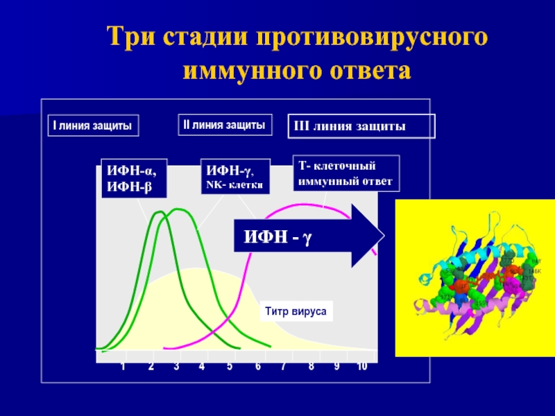 Противовирусный иммунный ответ презентация