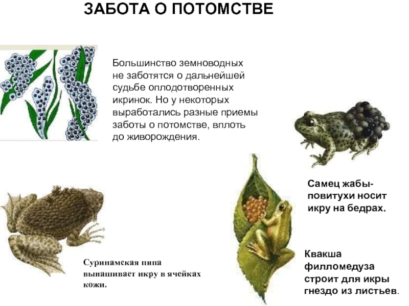 Забота о потомстве у животных презентация