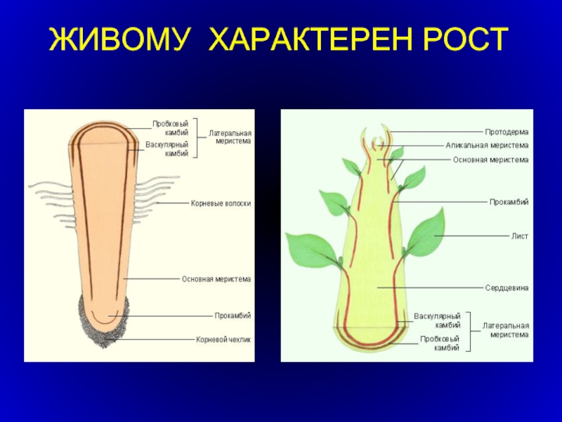 Характерный рост корня. Протодерма прокамбий основная меристема. Апикальная меристема: протодерма, основная меристема, прокамбий. Рост ха. Характерный рост это.
