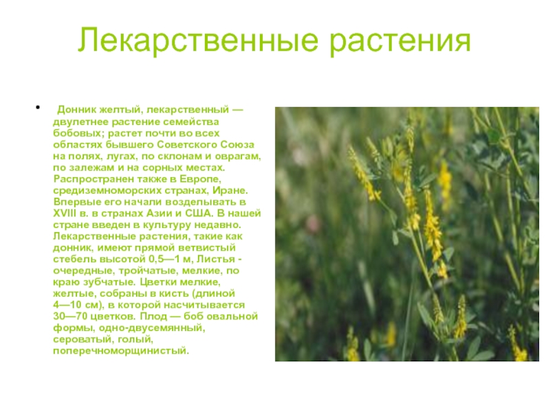 Полезные луговые травы фото и описание