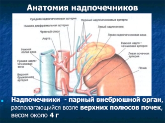 Анатомия надпочечников
