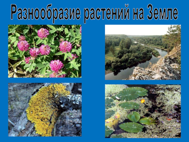 Разнообразие растений. Разнообразие растений на земле. Разнообразные растения на земле. Разнообразие растений картинки. Чем разнообразие растений на земле.