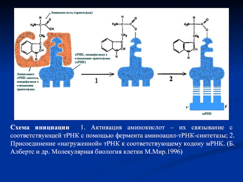 Активация аминокислот