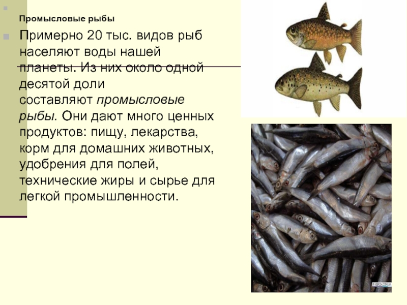 Доклад: Рыбы наших вод