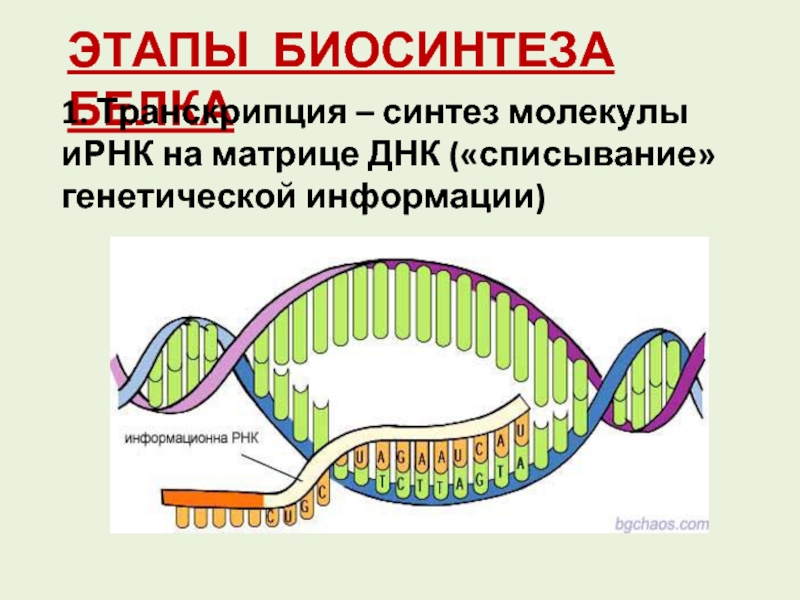 Биосинтез белка процесс транскрипции