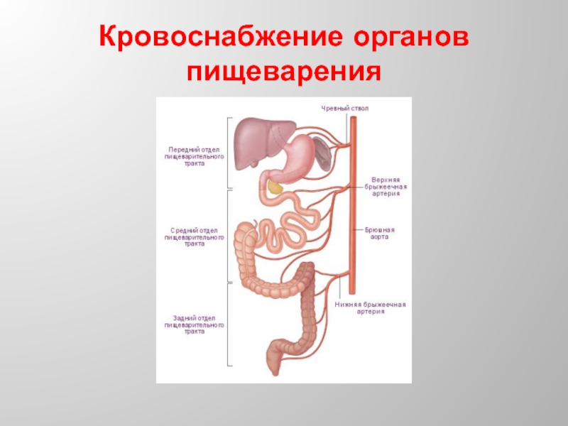 Кровоснабжение органов. Артерии пищеварительной системы. Кровоснабжение органов пищеварительной системы. Анатомия кровоснабжения органов пищеварения.