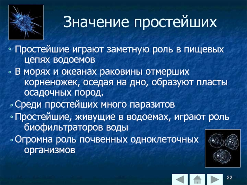 План конспект значение простейших в природе и жизни человека